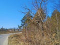 Road and trees in spring clear day. Royalty Free Stock Photo