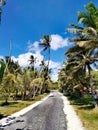 Road and trees view @ Yejele Turquoise Beach, Mare, New Caledonia