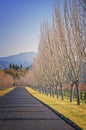 Road With Trees, Wine Country California Royalty Free Stock Photo