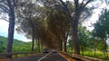 Road trip amazing trees