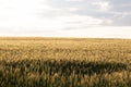 Road trip in central Alberta, Canada: wheat field cat sunset; golden light Royalty Free Stock Photo