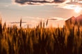 Road trip in central Alberta, Canada: wheat field cat sunset; golden light Royalty Free Stock Photo