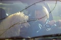 Road trip with a dog. A woman is driving a car and a large dog, a royal poodle, is in the passenger seat. View from behind the