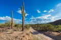 Road trip in Saguaro National Park