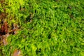 California Pacific Coastal fresh green seaweed by the beach Royalty Free Stock Photo