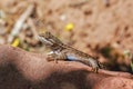 Blue belly lizard in zion national park