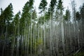 Road trip in Vancouver Island: deforestation and forest restoration areas; tall douglas firs ready to be cut. Spooky atmosphere Royalty Free Stock Photo