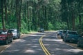 Road in the tropical hawaiian forest