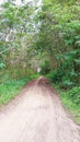 Road in the tropical jungle - summer season - asia Indonesia Royalty Free Stock Photo