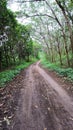 Road in the tropical jungle - summer season - asia Indonesia Royalty Free Stock Photo