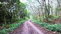 Road in the tropical jungle - summer season - asia Indonesia Royalty Free Stock Photo