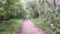 Road in the tropical jungle - summer season - asia Indonesia Royalty Free Stock Photo