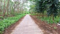 Road in the tropical jungle - summer season - asia Indonesia Royalty Free Stock Photo