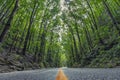 Road in the tropical rainforest man made forest.