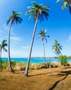 The road in tropics, palm trees Royalty Free Stock Photo