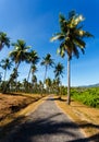 The road in tropics, palm trees Royalty Free Stock Photo