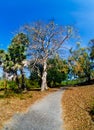 The road in tropics, palm trees Royalty Free Stock Photo