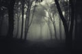 Road trough dark mysterious haunted forest Royalty Free Stock Photo