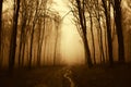 Road trough a dark scary surreal forest with fog