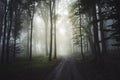 Road trough enchanted foggy forest