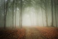 Road trough a mysterious forest with fog in autumn