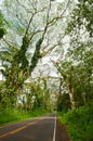 Road trough rainforest. Puna District. Hawaii. Big Island