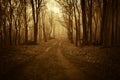 Road trough a strange dark forest with fog in late autumn Royalty Free Stock Photo