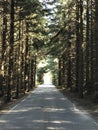 Road true the Forrest, Jaeren in Norway