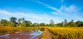 The road turns alongside rice fields with a blue sky in the background Royalty Free Stock Photo