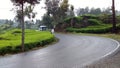 The road turns between the tea gardens