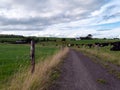 A road between two farm fields in Ireland in summer. A herd of cows grazing on a green farm pasture. Rustic landscape, cloudy sky Royalty Free Stock Photo