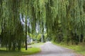 Road Under Weeping Willow