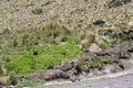 Road on the side of a mountain in the Antisana Ecological Reserve, Ecuador Royalty Free Stock Photo