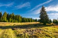 Road uphill into the spruce forest