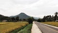 Road with a view of rice fields Royalty Free Stock Photo