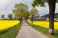 Road with village , lime trees and rapeseed field Royalty Free Stock Photo