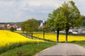 Road with village , lime trees and rapeseed field Royalty Free Stock Photo