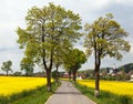 Road with village , lime trees and rapeseed field Royalty Free Stock Photo