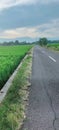 Road in a village in the morning near rice fields Royalty Free Stock Photo