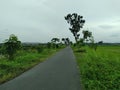 road in the village rice fields paddy corn
