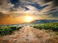 Road through a vineyard