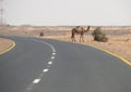 The road between Wadi Halfa and Khartoum.