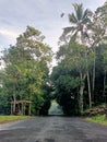 The road that was applyed by two lush trees in the Belimbing Village of Pupuan Tabanan Bali