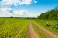 Road Way With Green Wheat On Field Under Sky With Clouds. Royalty Free Stock Photo