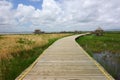 Road in Wetlands