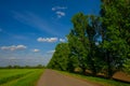 Road, wheat field and green poplar trees landscape in the countryside