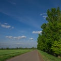 Road, wheat field and green poplar trees landscape in the countryside