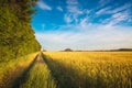 Road through the wheat field at sunset Royalty Free Stock Photo