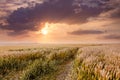 The road is among the wheat field during the sunset. Sunrise in Royalty Free Stock Photo
