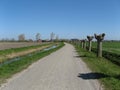 A road with willow trees in the green fields with a ditch and a blue sky